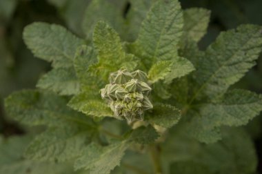 Yakın plan: Genişletilmemiş çalılar