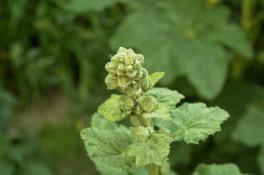 Yakın plan: Genişletilmemiş çalılar