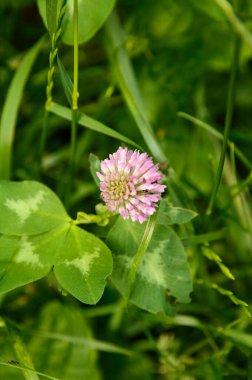 Yakın plan: Sokakta yonca çiçeği