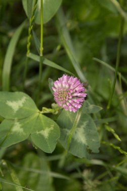Yakın plan: Sokakta yonca çiçeği