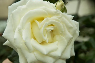 Yakın plan: güzel büyük beyaz gül.