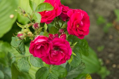 Yakın plan: bir demet kırmızı gül.