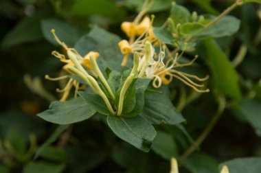 Çiçekli Etrüsk hanımeli çalısı