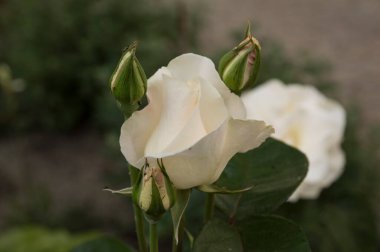 Yakın plan: yalıtılmış beyaz gül