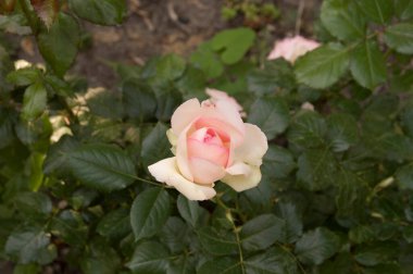 Yakın plan: narin açık pembe gül