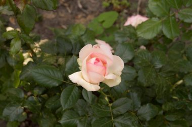 Yakın plan: narin açık pembe gül