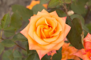 yakın plan: 500K renk sıcaklığına sahip izole entaurea