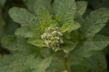 Yakın plan: Genişletilmemiş çalılar