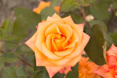 Yakın plan: açık turuncu büyük gül