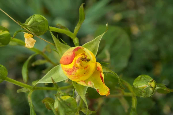 小的未膨大的黄色玫瑰花 — 图库照片