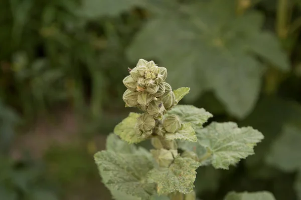 Nahaufnahme Hollyhocks Busch Mit Unausgebreiteten Sets — Stockfoto