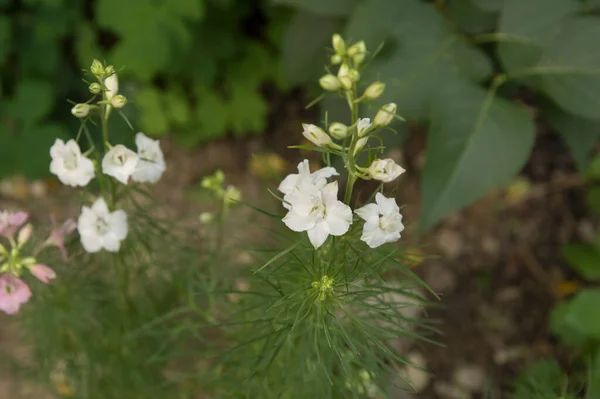 Beyaz Çiçekli Otçul Bitkiler — Stok fotoğraf