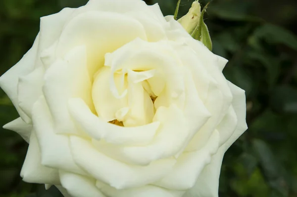 Zbliżenie Piękna Biała Róża — Zdjęcie stockowe