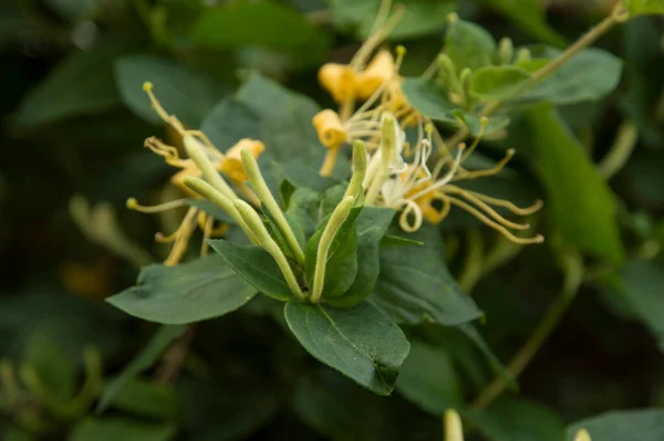 Chèvrefeuille Étrusque Buisson Avec Des Fleurs — Photo