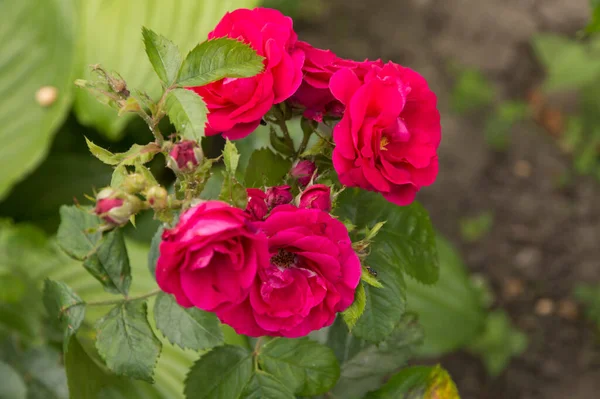 Yakın plan: bir demet kırmızı gül.