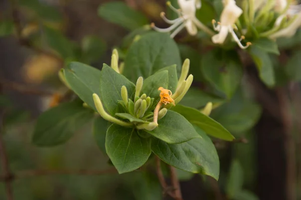 Etruscan蜜饯灌木与花 — 图库照片