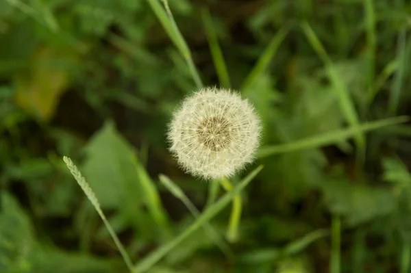 Close Geïsoleerde Paardenbloemzaadkop Groen Gras Rijstrook — Stockfoto