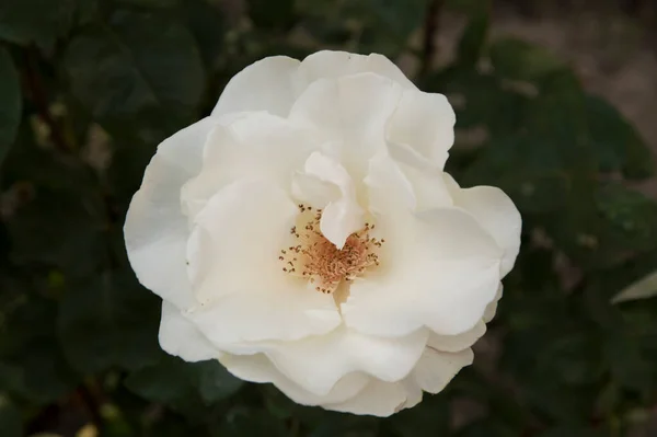 Yakın plan: izole edilmiş beyaz çiçek gülü