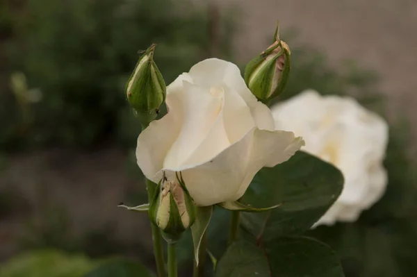 Zbliżenie Odizolowana Delikatna Biała Róża — Zdjęcie stockowe