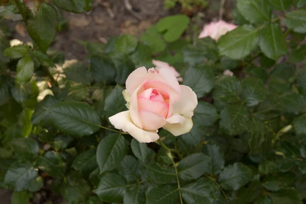 Närbild Delikat Ljusrosa Ros — Stockfoto