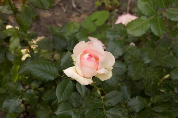 Close Delicate Light Pink Rose — Stock Photo, Image