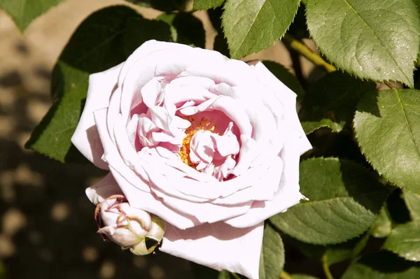 Primo Piano Rosa Grande Isolata Con Temperatura Colore 2000K — Foto Stock