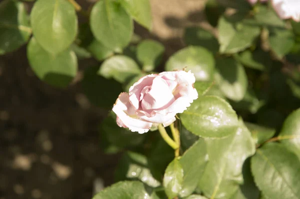 Närbild Delikat Ljusrosa Ros — Stockfoto