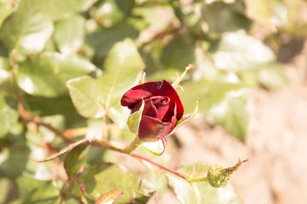 Primo Piano Entaurea Isolata Con Temperatura Colore 50000K — Foto Stock