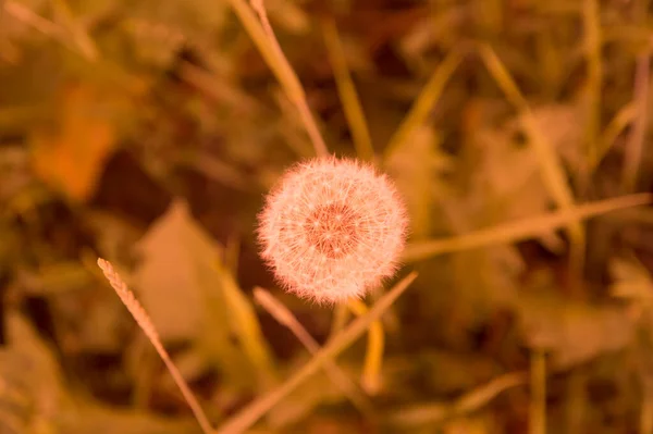 yakın plan: 500K renk sıcaklığına sahip izole dendalion