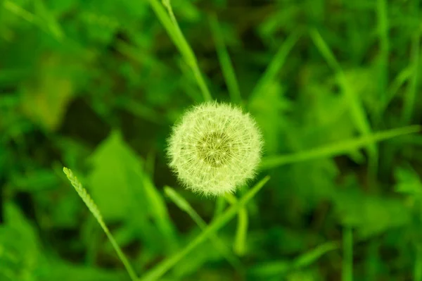 yakın plan: izole edilmiş dendalion Renk sıcaklığı en düşük tona