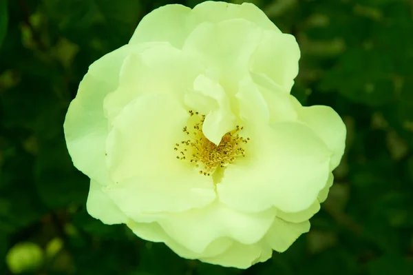 Nahaufnahme Isolierte Große Rose Mit Minimaler Bis Maximaler Farbtönung — Stockfoto