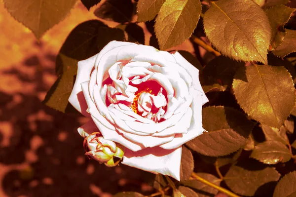 Yakın plan: 500.000 K 'lık renk sıcaklığıyla izole edilmiş büyük gül