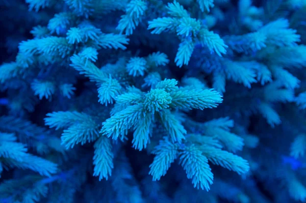 yakın plan: 2000 K renk sıcaklığına sahip yalıtılmış kozalaklı ağaç dalı