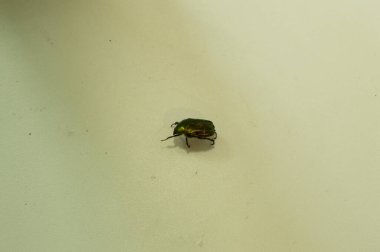 Yakın plan: metalik yapılı yeşil böcek, yeşil gül chafer