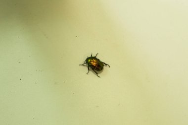 Yakın plan: metalik yapılı yeşil böcek, yeşil gül chafer