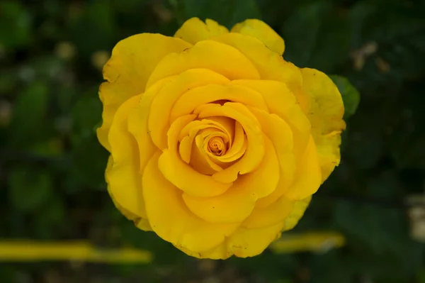 Yakın plan: büyük sarı gül çiçeği.