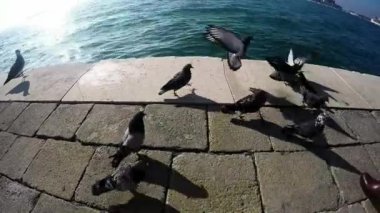 Venedik 'teki Adriyatik Denizi kıyısında güvercin besleyen bir kız.