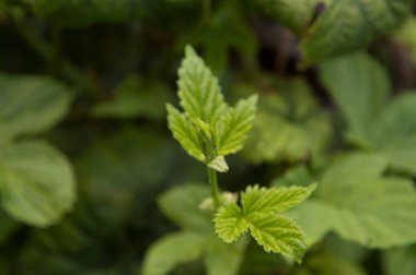 Yakın plan: gençlik yaprakları ve ortak hop dalları