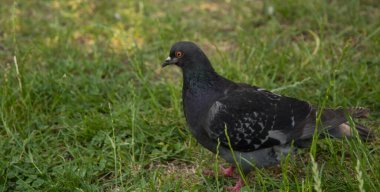 Yakın plan: çimlerin üzerinde kaya güvercini 