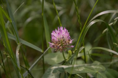 Yakın plan: Sokakta yonca çiçeği