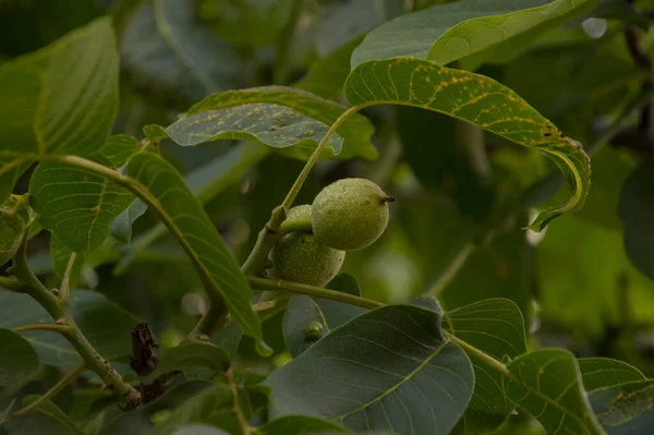 Yakın plan: yeşil meyveli sıradan ceviz dalları