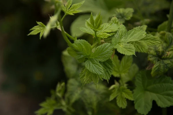 Yakın plan: gençlik yaprakları ve ortak hop dalları