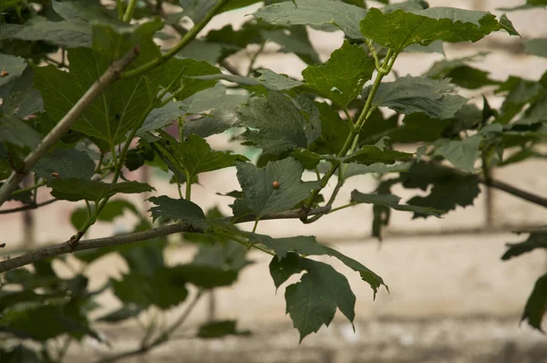 Yakın plan: ağaçlardan birinin üzerinde uğur böcekleri olan yapraklar.