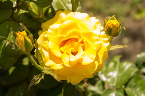 Zbliżenie Duża Żółta Róża Dwoma Mniejszymi Nieodkrytymi Zestawami — Zdjęcie stockowe
