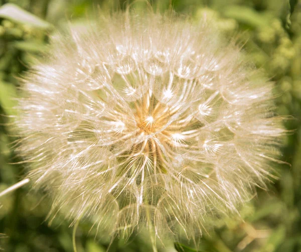 Close Tragopogon Bloem Baan — Stockfoto