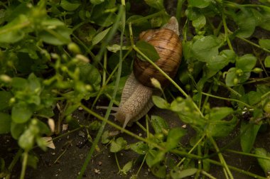 Yakın plan: otların arasında hareket eden salyangoz