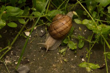 Yakın plan: otların arasında hareket eden salyangoz