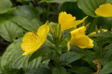 Yakın plan: sarı akşam çiçekleri