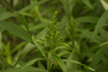 Yakın plan: İnce bıçaklı yaprakları ve tepesinde küçük yeşil tohumları olan Chenopodium albümü