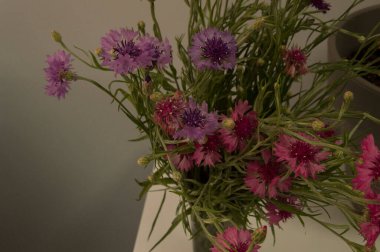 Yakın plan: bir demet mor centaurea